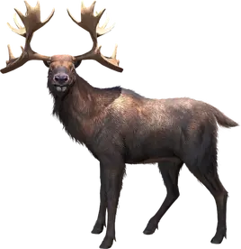 JWA PressKit Cervalces