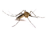 Mosquito (Culicidae)