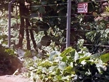 Electric Fence