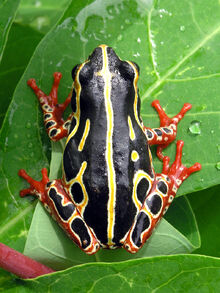 Tree frog congo.jpg