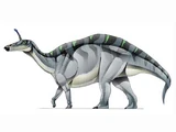 Tsintaosaurus