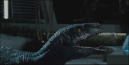 Delta hissing