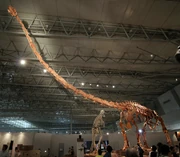 マメンチサウルス 化石