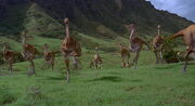 Gallimimus-herd