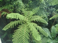 Helecho de Cadena Gigante (Woodwardia)