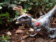 jurassic park 3 re ak a tak pack raptor and female raptor