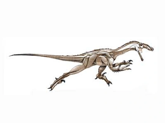 ピロラプトル ジュラシック パーク Wiki Fandom