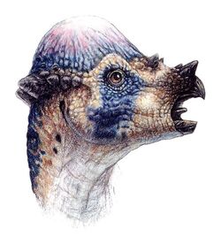Pachycephalosaurus Jurassic Park Wiki Fandom Pachycephalosaurus Jurassic Park Wiki Fandom