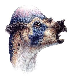 Pachycephalosaurus Jurassic Park Wiki Fandom