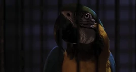 Jack (Parrot)