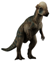 パキケファロサウルス ジュラシック パーク Wiki Fandom