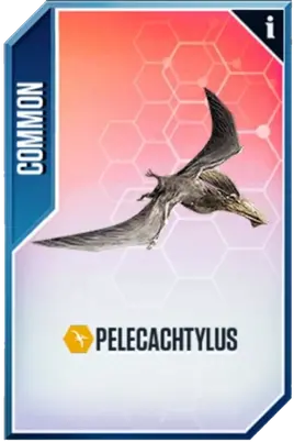 Pelecachtylus Card