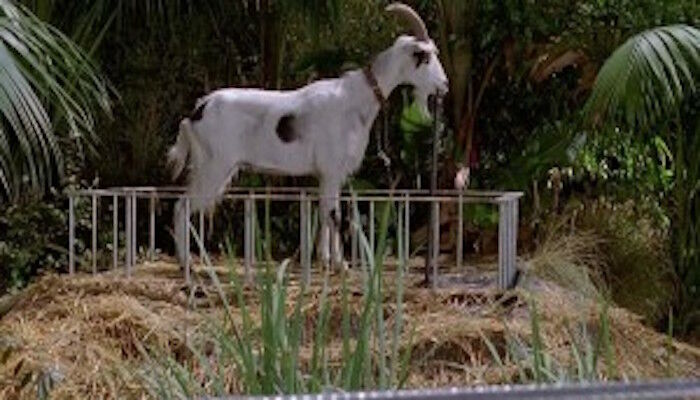 The Goat (Jurassic Park), Jurassic Park Wiki