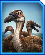 Rodrigues JW-A Card.png (344 KB)