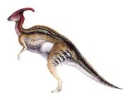 Parasaurolophus Male