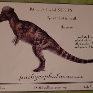 Pachycephalosaurus Jurassic Park Wiki Fandom Pachycephalosaurus Jurassic Park Wiki Fandom