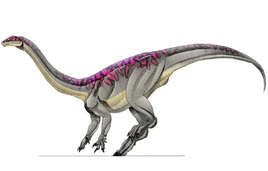 JPI Massospondylus