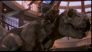 A Velociraptor attacks the Tyrannosaurus