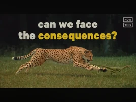 Cheetah Chasing Compy