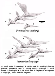 Pteranodon anatomie
