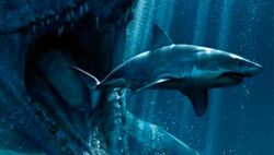 Qué pasó con los tiburones que aparecieron en la primera temporada