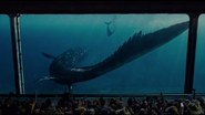 Mosasaurus heading to eat the shark fin