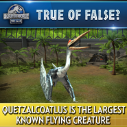 Quetzalcoatlus True or False