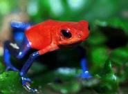 Rana flecha rojo y azul (Oophaga pumilio)