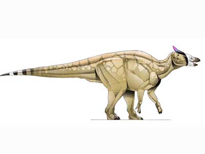 Dc card saur big