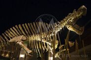 Spinosaurus skeleton at Jurassic World's Main Street