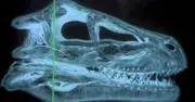 Une radiographie d'un crâne de Velociraptor.