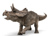 Triceratops JW