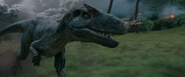 Wild Allosaurus Closeup