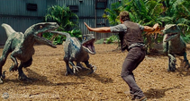 Owen-establishes-dominance-within-the-raptor-pack-in-this-new-jurassic-world-movie-clip