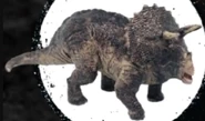 Triceratops