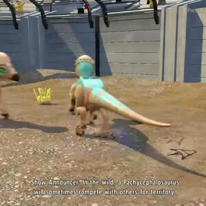 Pachycephalosaurus Jurassic Park Wiki Fandom Pachycephalosaurus Jurassic Park Wiki Fandom