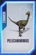 Pelecanimimus Old Card