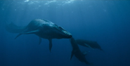 Swimming peacefully with whales