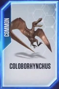 Coloborhyncus.jpg (18 kB)