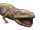Koolasuchus