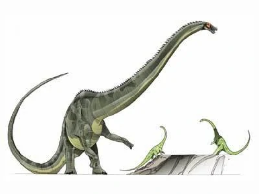 Diplodocus, Jurassic Park Wiki