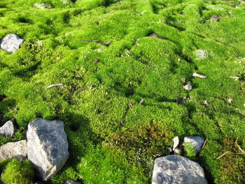 Cómo conseguir musgo natural para el Belén 