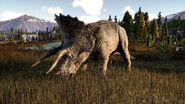 Triceratops JWE2