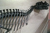 Ceratosaurus holotype