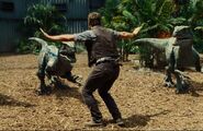 Chris-pratt-velociraptor-jurassic-world