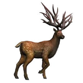 JWA PressKit Eucladoceros