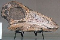 Gallimimus bullatus skull