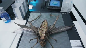 Vlcsnap-2024-07-29-11h21m33s122