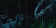 Indominus rex "talking" with the raptors.