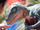 Tango (raptor)